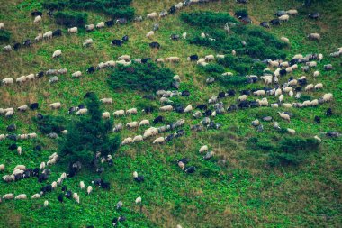 Alp otlağında koyun sürüsü. Yukarıdan görüntüle.