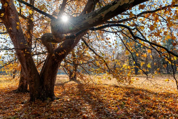 Amazing fall scene with sycamore tree with golden leaves illuminated by the morning sun