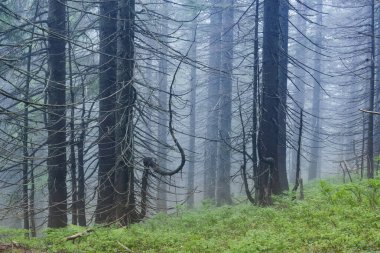Sisli yağmur ormanı. Yağmur ormanlarında mavi ağaç siluetleri