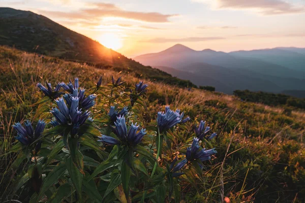 山の中で美しい野生の花が高い カルパチア山脈の景色の朝 — ストック写真