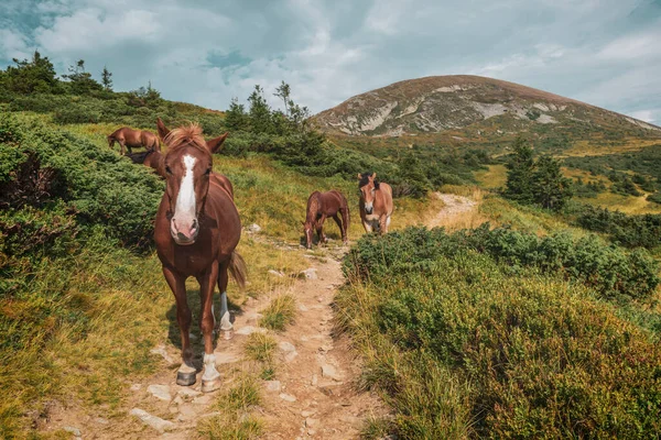 登山道に野生の馬 カルパチア山脈の風景 — ストック写真