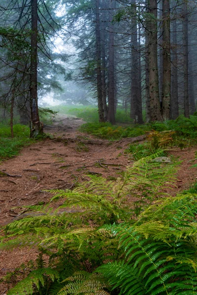 Chemin Pédestre Sinueux Dans Forêt Pluvieuse Météo Automnale Dans Les — Photo