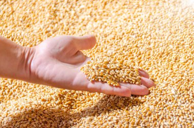 Buğday hasadıyla çiftçi eli. Bir avuç altın taneciği