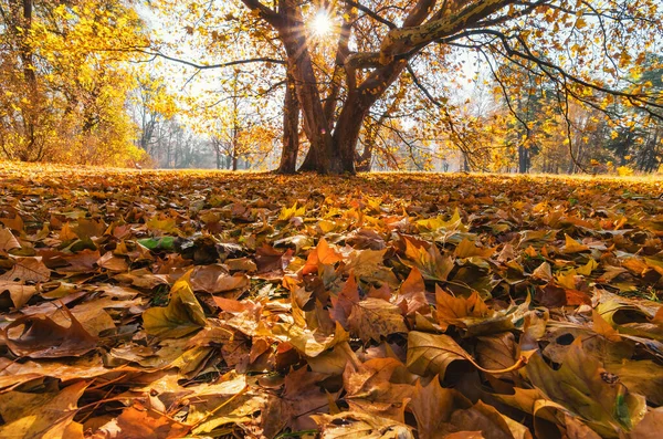 Hösten Lämnar Mattan Marken Färgstark Höstscen — Stockfoto