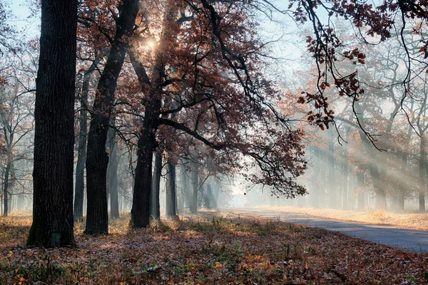 Krásné Sluneční Paprsky Mlhavém Podzimním Parku — Stock fotografie