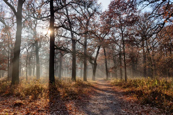 Herfstscène Een Oud Park Met Eikenbomen Prachtige Mistige Ochtend Zonnestralen — Stockfoto