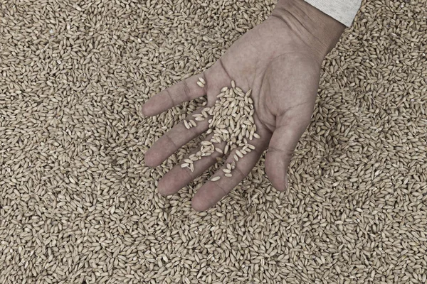 Зерно Пшениці Людська Рука Приголомшливий Драматичний Образ Продовольча Криза Концепція — стокове фото