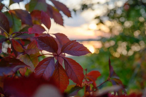 Красивые Красные Осенние Листья Винограда Закате — стоковое фото