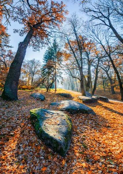 Prachtig Herfstseizoen Het Park Tapijt Van Rode Bladeren Grond — Stockfoto