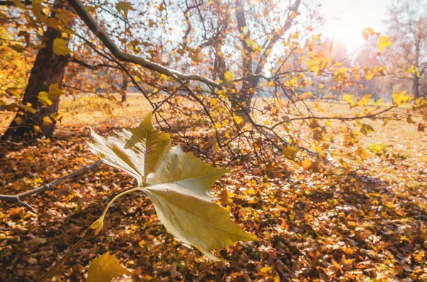 Gele Herfstblad Drijvend Wind Scène Het Zonnige Herfstpark — Stockfoto