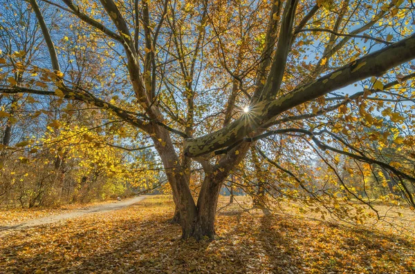 Bunte Herbst Platane Park — Stockfoto