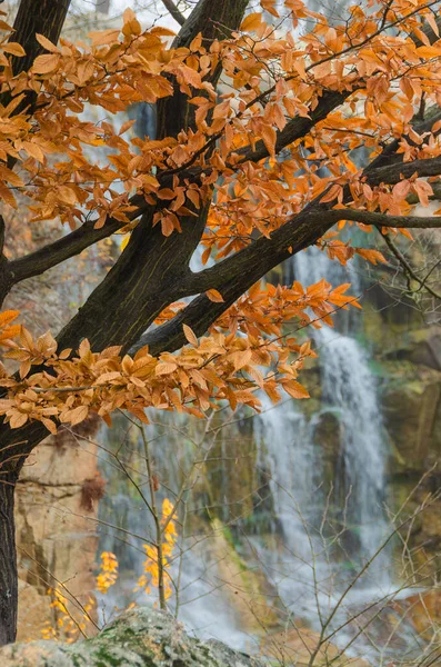 秋天的树和瀑布 秋天公园里的场景 — 图库照片