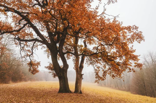 Eenzame Eikenboom Mistige Weide Herfst Schilderachtige Herfstscène — Stockfoto