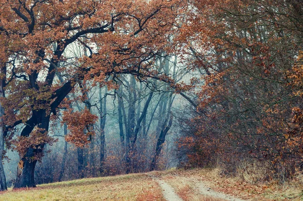 Pittoresco Vicolo Quercia Autunno Foresta Appannata Con Sentiero Coperto Foglie — Foto Stock