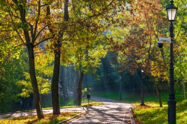 Sonbahar parkında güneşli bir sabah. Güneşle aydınlatılmış güzel sarı ağaçlar.