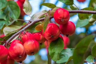 Olgun kırmızı elmalarla dolu bir dal. Sonbahar hasadı