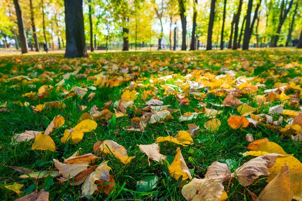 Gevallen Herfstbladeren Het Groene Grasveld Het Zonnige Park Selectieve Focus — Stockfoto