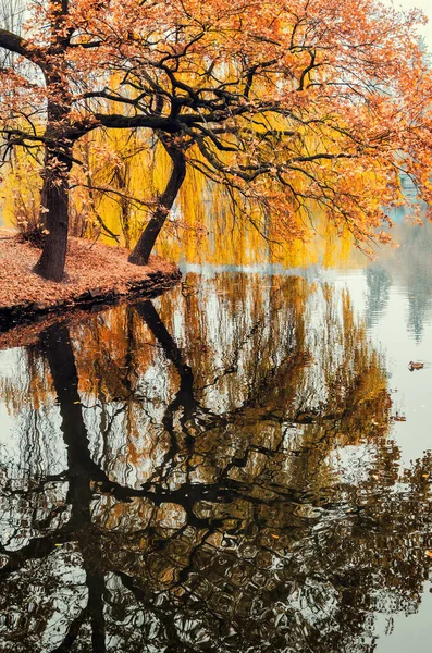 Autumn Trees Reflection Park Pond Calm Autumn Landscape — Stock Photo, Image