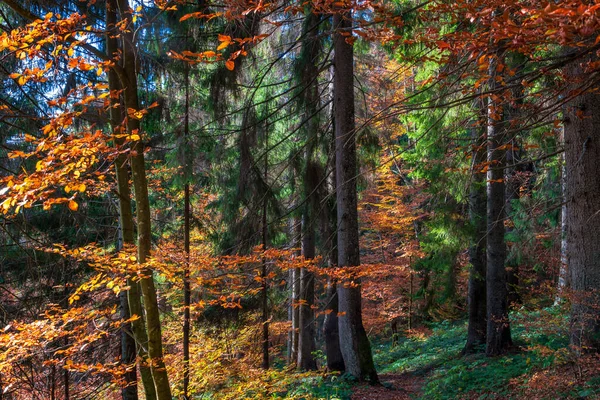 阳光明媚的秋天森林 森林里令人惊奇的小径 长满了生机勃勃的黄 — 图库照片