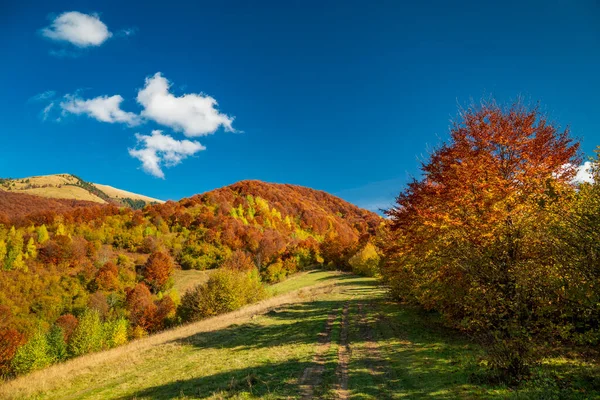 Dağlardaki Muhteşem Sonbahar Renkleri Ormandaki Kırsal Yol — Stok fotoğraf