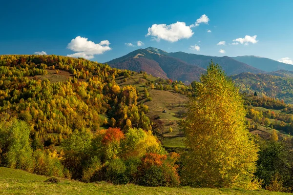 Jasnożółte Jesienne Drzewa Górach Kolorowy Krajobraz Zewnętrzny Wspaniała Jesienna Pogoda — Zdjęcie stockowe