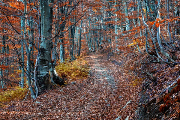 Geweldige Voetpad Het Najaar Beukenbos Weg Tussen Rode Bomen Landschappelijke — Stockfoto