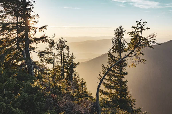 Horská Krajina Západu Slunce Jedle Vrcholku Hory Osvětlené Západem Slunce — Stock fotografie