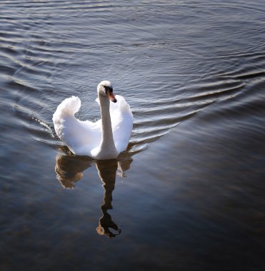 Schwan