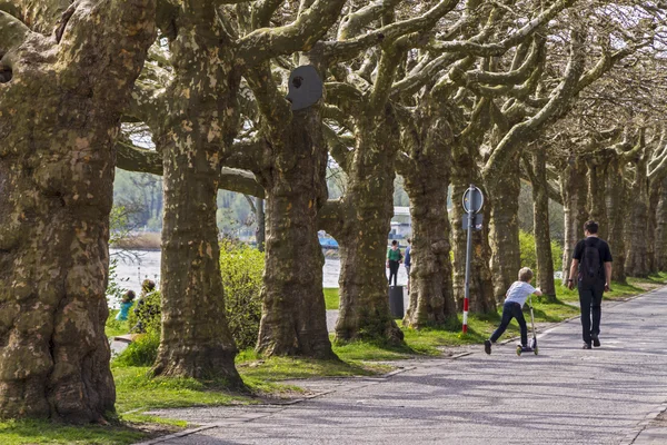 Platanenallee — Stok fotoğraf