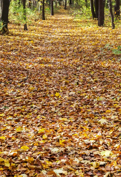 Autumn — Stock Photo, Image