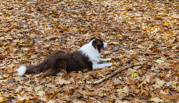 Perro en el otoño — Foto de Stock