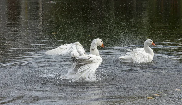 Group Swans Bathes Cleans Themselves River Lahn City Wetzlar — Stock Photo, Image