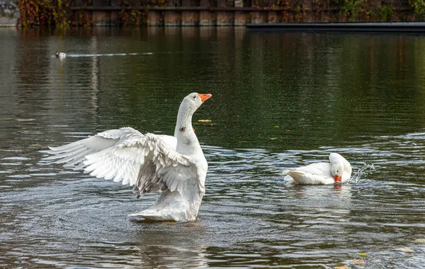 Group Swans Bathes Cleans Themselves River Lahn City Wetzlar — Stock Photo, Image