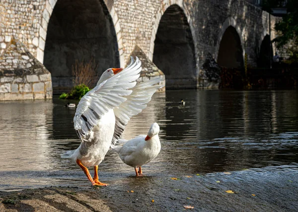 Group Swans Bathes Cleans Themselves River Lahn City Wetzlar — Stock Photo, Image