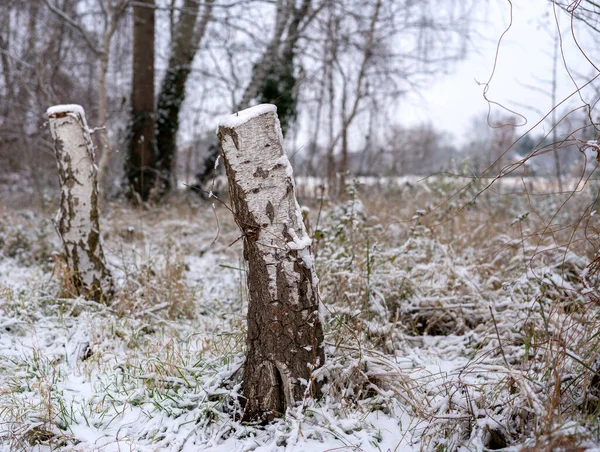 Tree Stump Wintry Snow Covered Park Berlin — стокове фото
