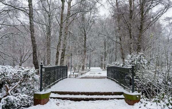 Δέντρα Και Μια Μικρή Λίμνη Χειμώνα Χιονισμένο Πάρκο Tiergarten Στο — Φωτογραφία Αρχείου