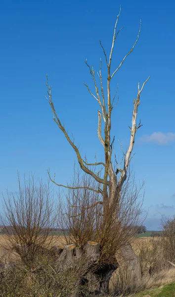 Natuurreservaat Mellnitz Selitzer Wiek Rgen Island Mecklenburg Vorpommern Duitsland — Stockfoto