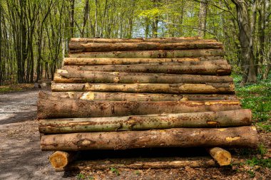 Ruegen Adası, Mecklenburg-Batı Pomerania, Almanya 'da ormanın kıyısındaki ağaç gövdelerinden yapılmış odun yığını.