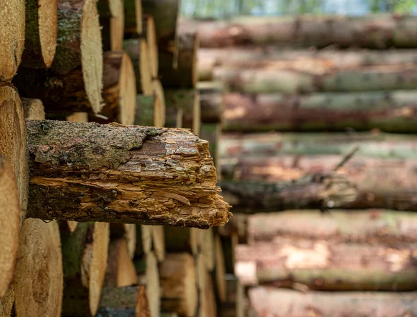 Stack Wood Made Tree Punks Edge Path Forest Ruegen Island — Zdjęcie stockowe