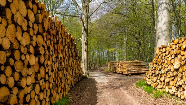 Ruegen Adası, Mecklenburg-Batı Pomerania, Almanya 'da ormanın kıyısındaki ağaç gövdelerinden yapılmış odun yığını.