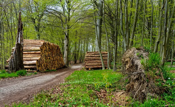 Holzstapel Aus Baumstämmen Wegesrand Wald Insel Rügen Mecklenburg Vorpommern — Stockfoto