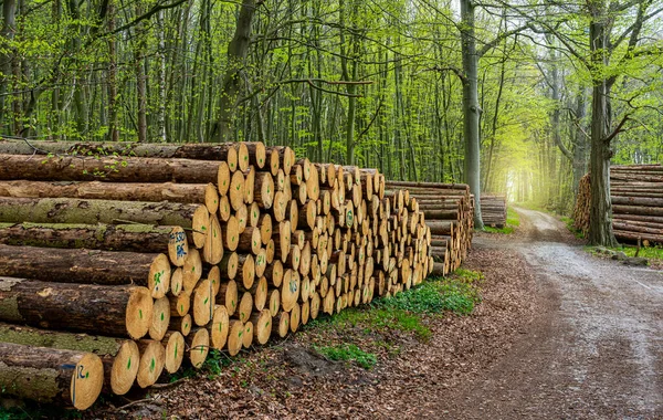 Ruegen Adası, Mecklenburg-Batı Pomerania, Almanya 'da ormanın kıyısındaki ağaç gövdelerinden yapılmış odun yığını.
