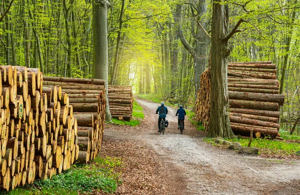 Radfahrer Zwischen Holzstapeln Waldrand Insel Rügen Mecklenburg Vorpommern Deutschland — Stockfoto