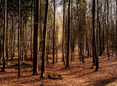 Ruegen, Mecklenburg-vorpommern, Almanya 'da kökünden sökülmüş ağaçlarla kaplı orman ve parklar.