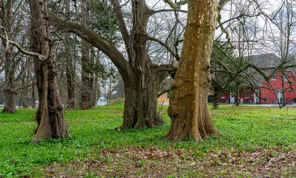 Zona Boscosa Parques Con Árboles Desarraigados Isla Ruegen Mecklenburg Vorpommern —  Fotos de Stock