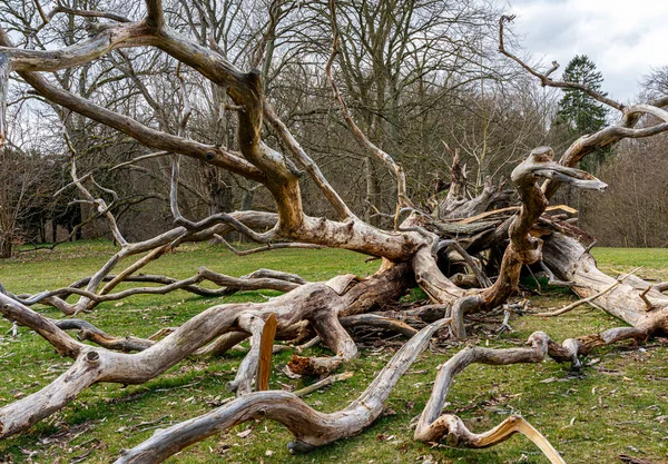 Bebost Gebied Parken Met Ontwortelde Bomen Het Eiland Ruegen Mecklenburg — Stockfoto
