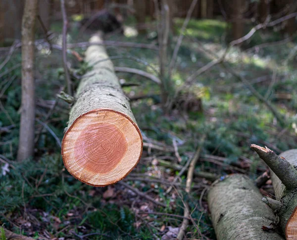 Zona Boscosa Parques Con Árboles Desarraigados Isla Ruegen Mecklenburg Vorpommern — Foto de Stock