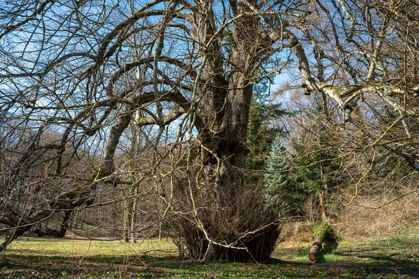 Waldgebiet Und Parks Mit Entwurzelten Bäumen Auf Der Insel Rügen — Stockfoto