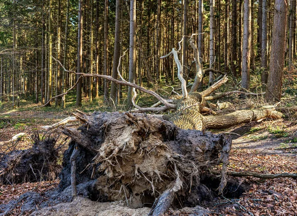 Zona Boscosa Parques Con Árboles Desarraigados Isla Ruegen Mecklenburg Vorpommern — Foto de Stock