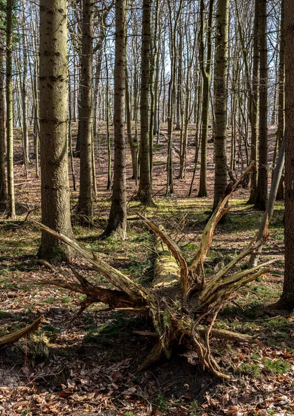 Zona Boscosa Parques Con Árboles Desarraigados Isla Ruegen Mecklenburg Vorpommern — Foto de Stock